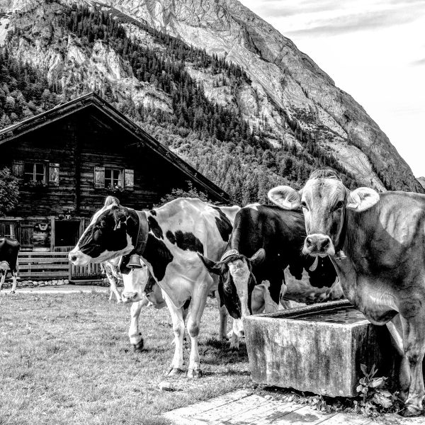 Kühe auf Almwiese am Trog, Monochrome, Glasbild Quadratisch Mode – Bild 5