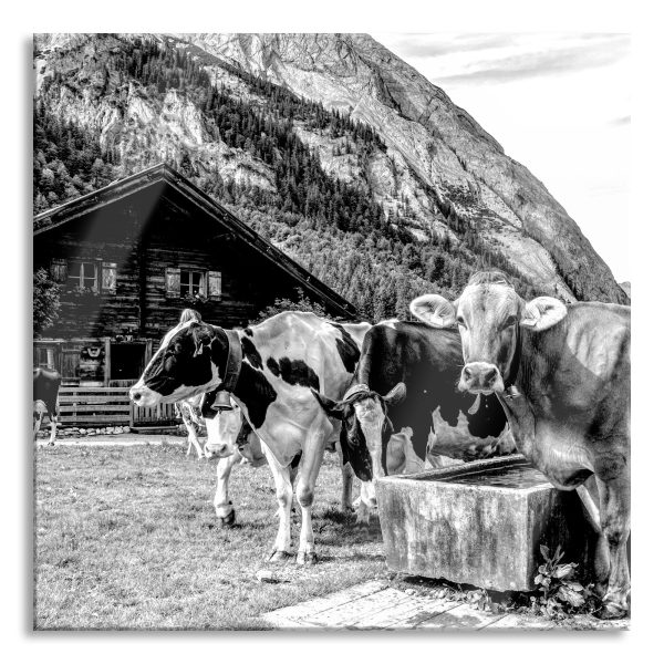 Kühe auf Almwiese am Trog, Monochrome, Glasbild Quadratisch Mode