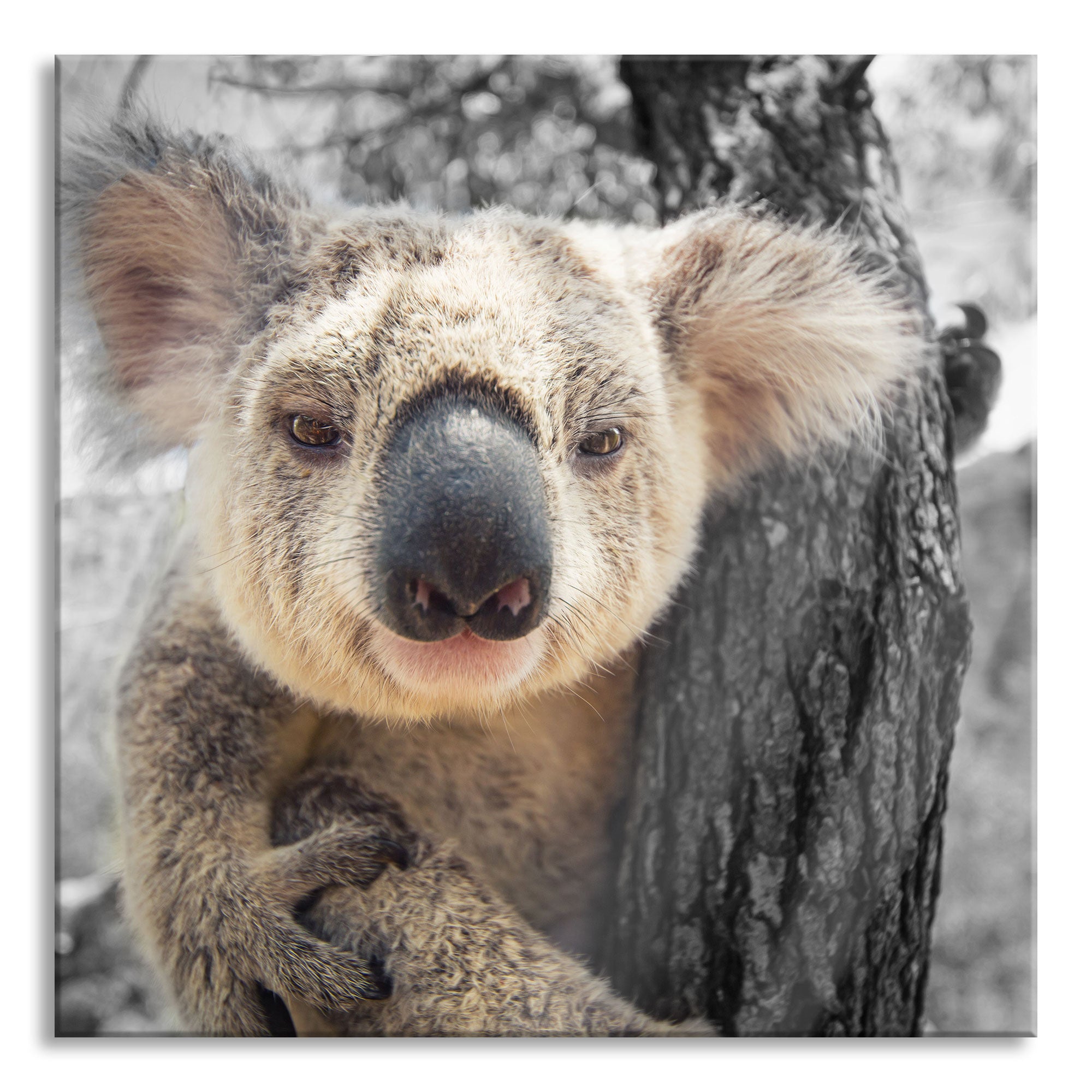 Neugieriger Koala am Baum Nahaufnahme B&W Detail, Glasbild Quadratisch Verkauf