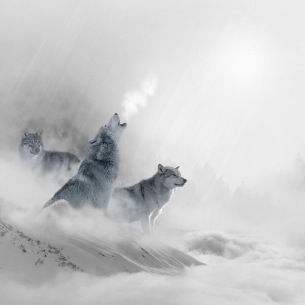 Heulende Wölfe jagen Hirsch im Nebel B&W Detail, Glasbild Quadratisch Online-Verkauf – Bild 5