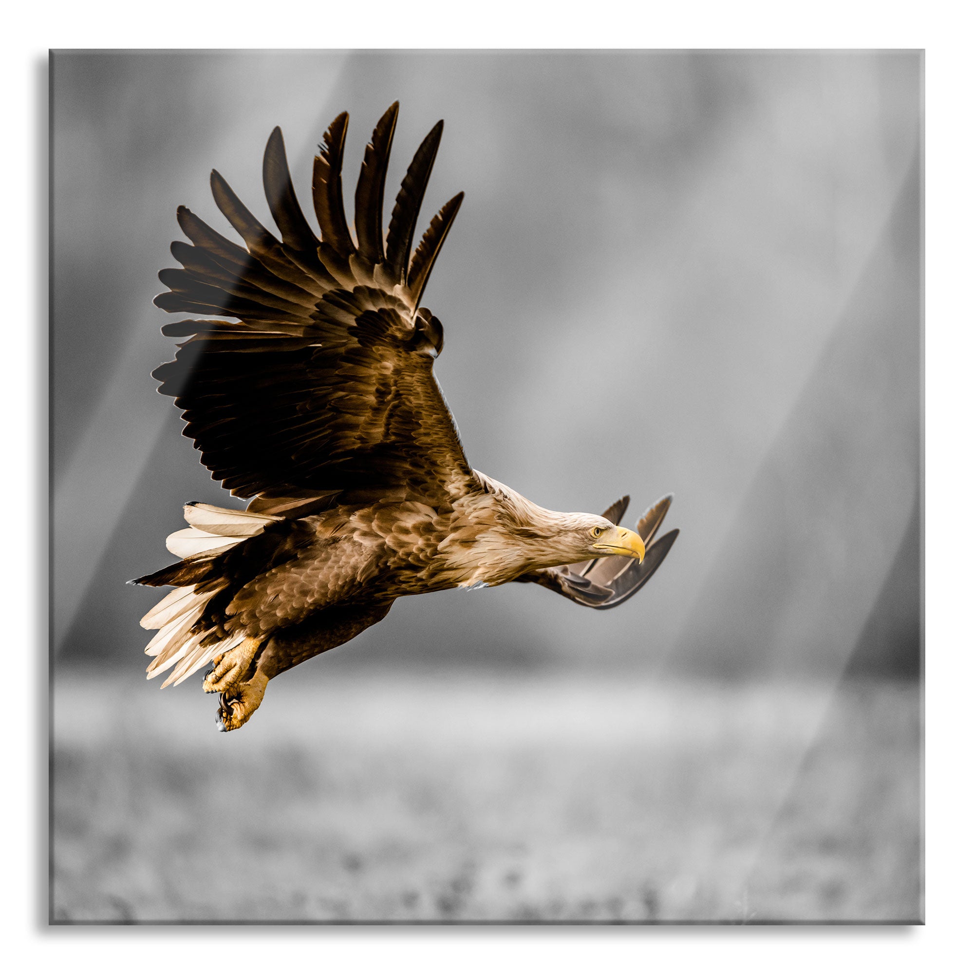Nahaufnahme Adler bei der Jagd B&W Detail, Glasbild Quadratisch Online-Verkauf