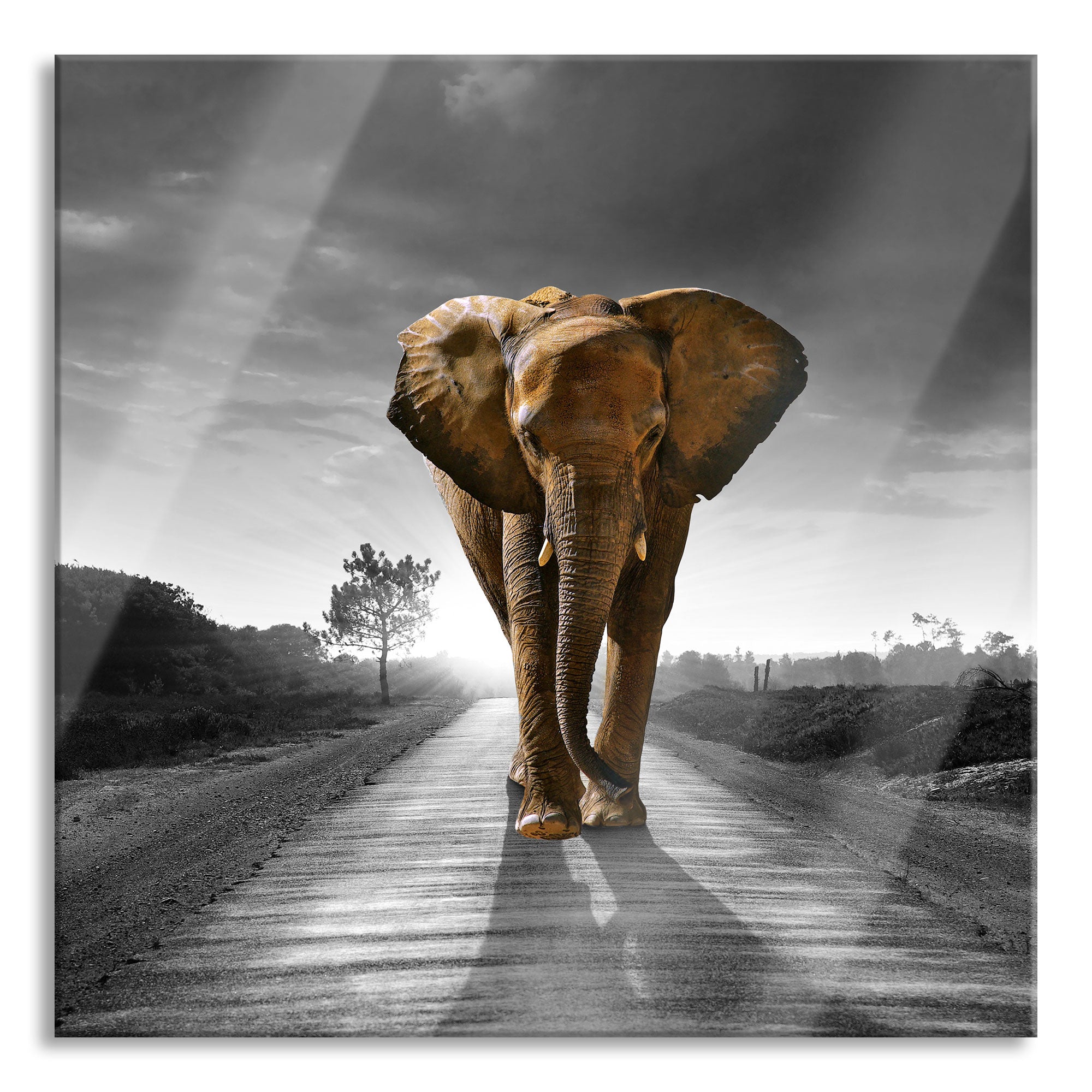 Elefant frontal auf Straße laufend B&W Detail, Glasbild Quadratisch Jetzt online