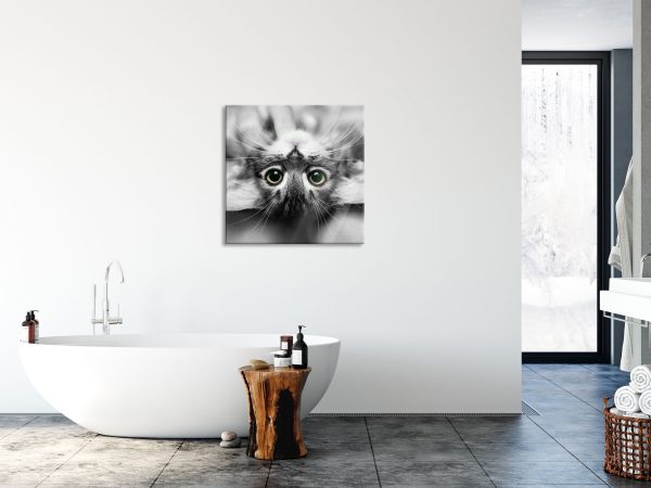 Nahaufnahme Kätzchen auf dem Rücken B&W Detail, Glasbild Quadratisch Zu verkaufen – Bild 4