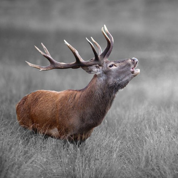 Röhrender Hirsch im Feld B&W Detail, Glasbild Quadratisch Verkauf – Bild 5