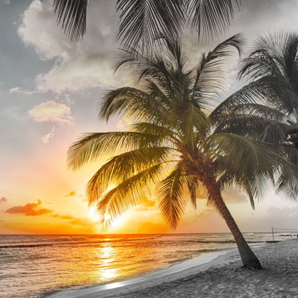 Palmen im Sonnenuntergang auf Barbados B&W Detail, Glasbild Quadratisch Im Angebot – Bild 5
