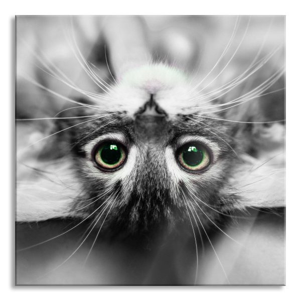 Nahaufnahme Kätzchen auf dem Rücken B&W Detail, Glasbild Quadratisch Zu verkaufen