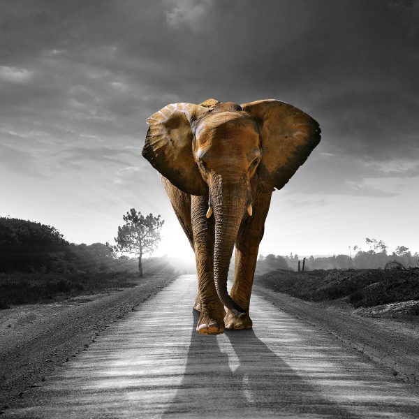 Elefant frontal auf Straße laufend B&W Detail, Glasbild Quadratisch Jetzt online – Bild 5