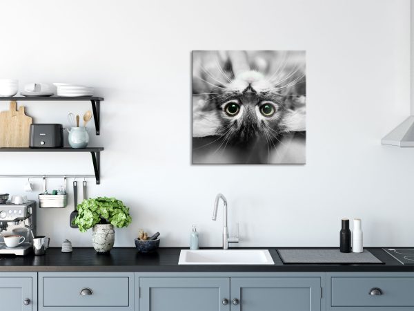 Nahaufnahme Kätzchen auf dem Rücken B&W Detail, Glasbild Quadratisch Zu verkaufen – Bild 3