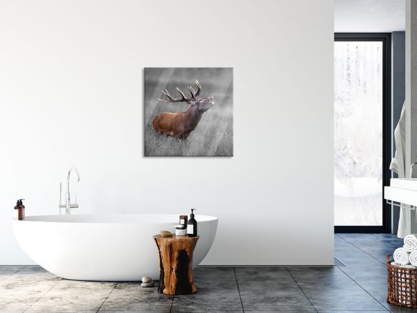 Röhrender Hirsch im Feld B&W Detail, Glasbild Quadratisch Verkauf – Bild 4