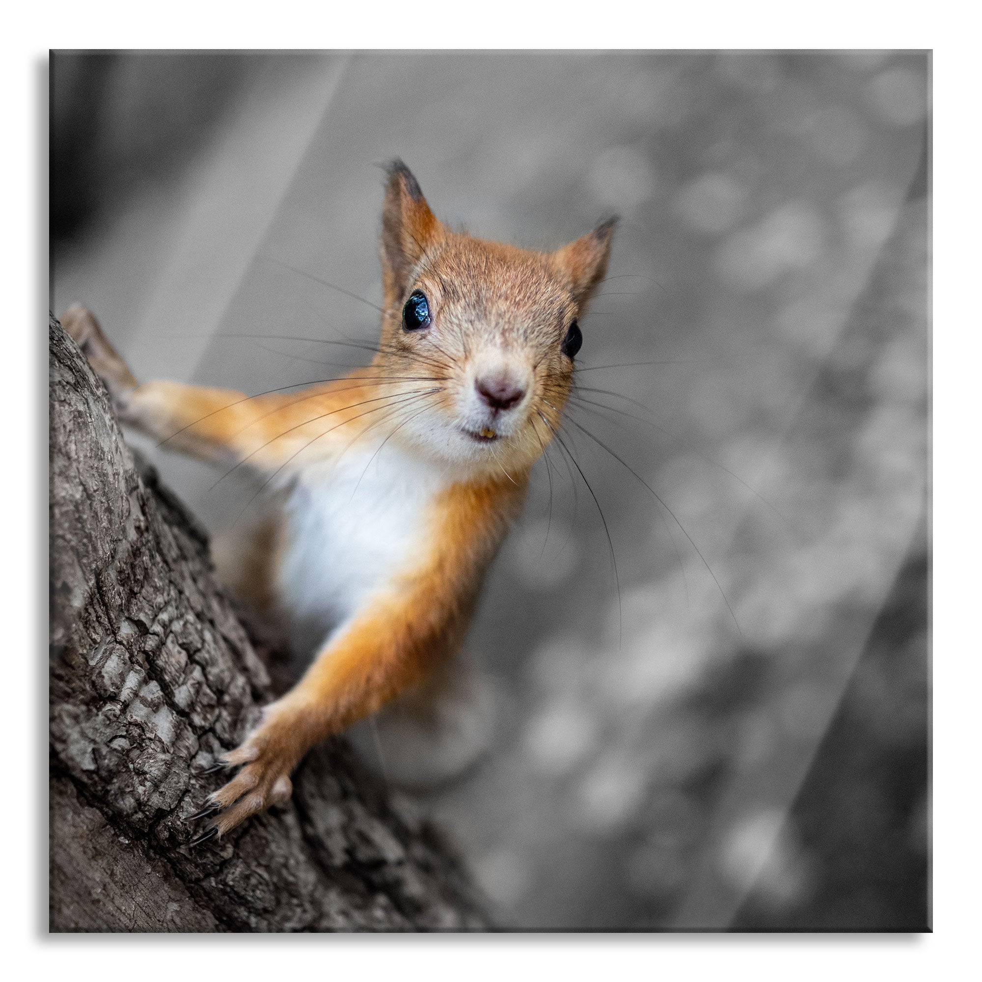 Nahaufnahme Eichhörnchen an Baumstamm B&W Detail, Glasbild Quadratisch Online-Schn?ppchen